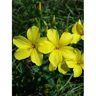 Золотистий