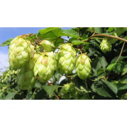 Житомирський 75