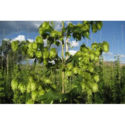 Сильный / Сильний