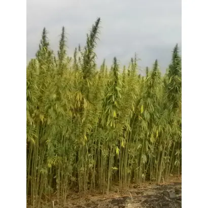 Глухівські 51