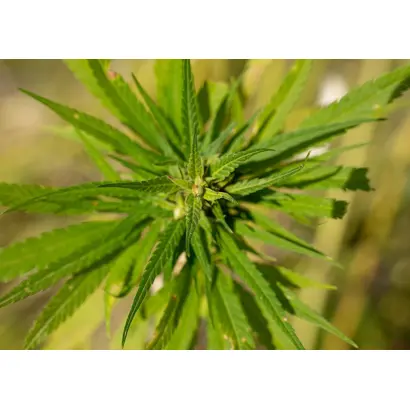 Миколайчик