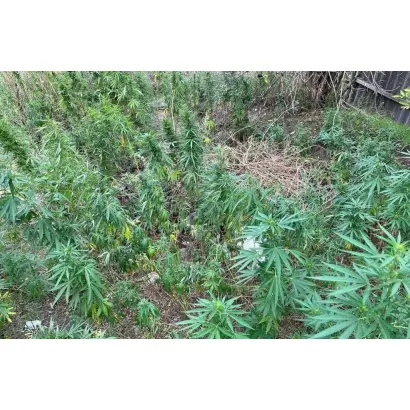 Глуховские 33 / Глухівські 33