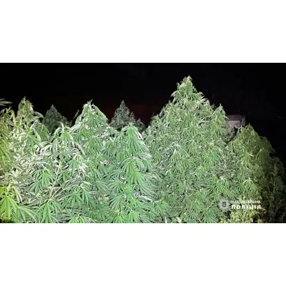 Днепровские однодомные 6 / Дніпровські однодомні 6