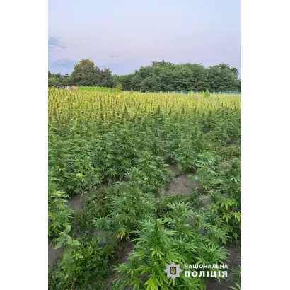 Золотоношские 15 / Золотоніські 15