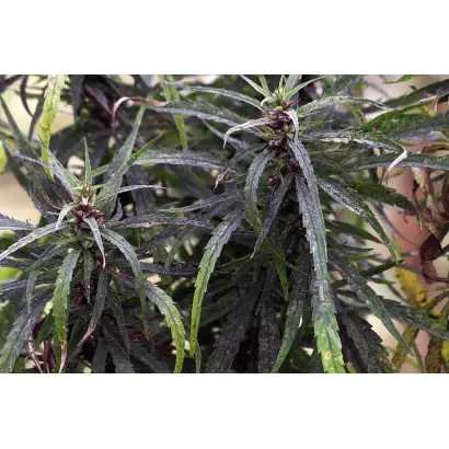 Золотоношская однодомные 11 / Золотоніські однодомні 11