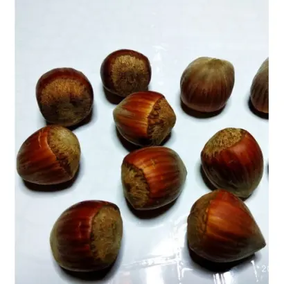 Барбакан БСІ