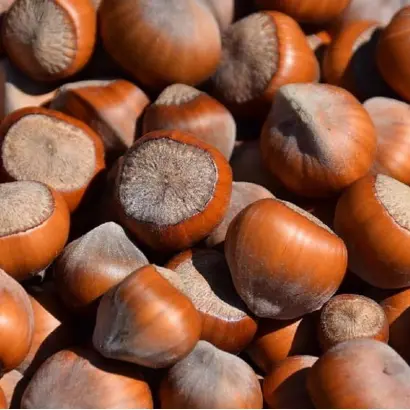 Barcelonski / Барселонський