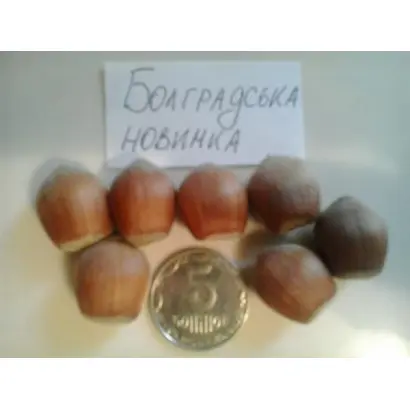 Болградская новинка / Болградська новинка