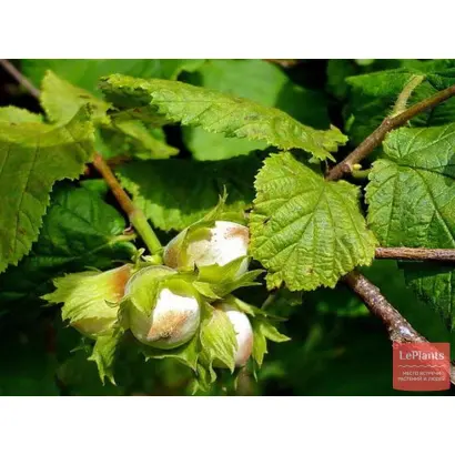 Дар Павленко / Дар Павленка