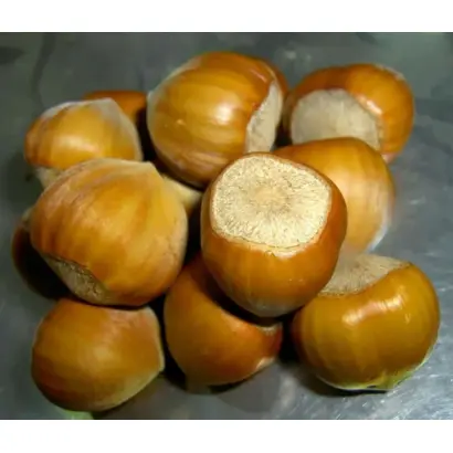 Каталонський