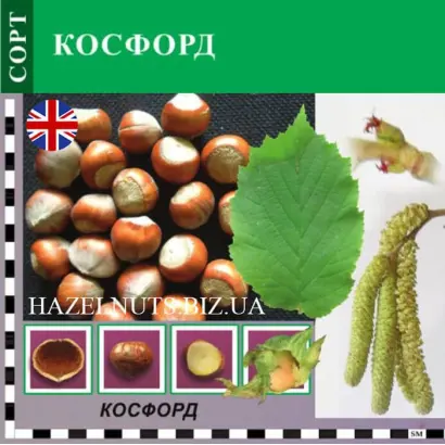 Cosford / Косфорд