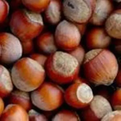 Лозовской шаровидный / Лозівський шаровидний