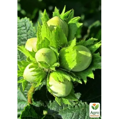 Mortarella / Мортарелла