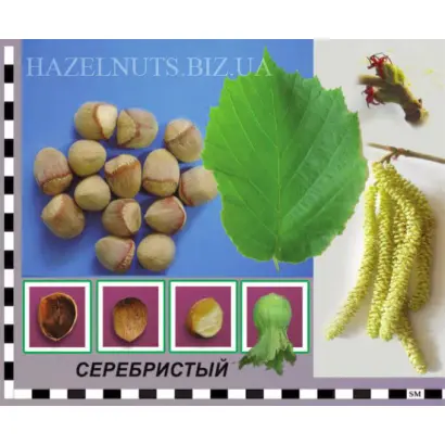 Серебристый / Серебристий