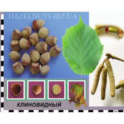 Клиновидный / Клиновидний