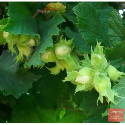 Корончатый / Корончатий