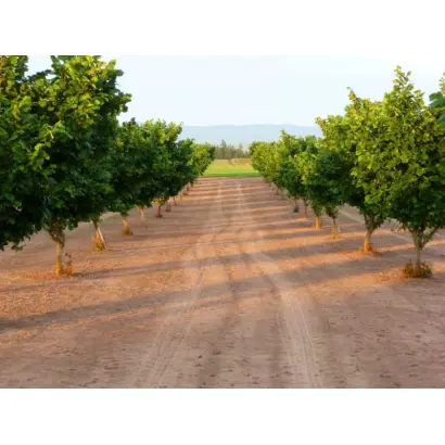 BARCELONA / БАРСЕЛОНА