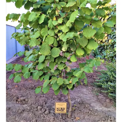 Wepster / Вепстер