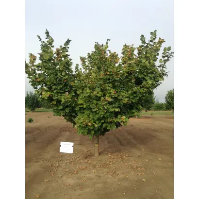 Jefferson / Джефферсон