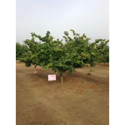 Dorris / Дорріс