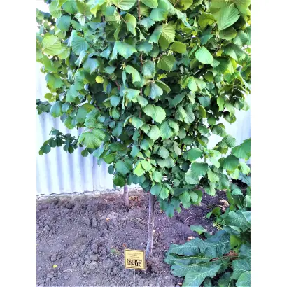 McDonald / Макдональд