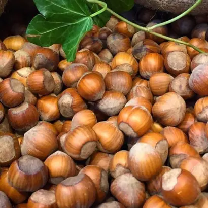 TONDA GENTILE / ТОНДА ДЖЕНТІЛЕ