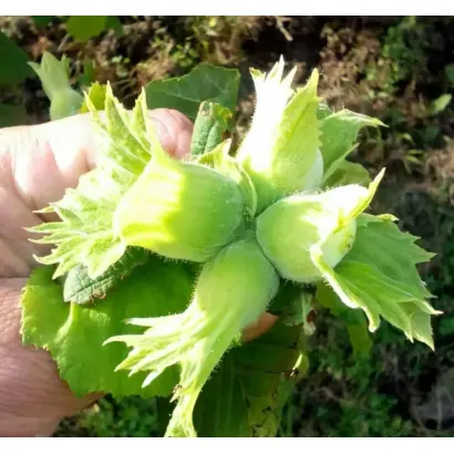 TONDA GENTILE / ТОНДА ДЖЕНТІЛЕ