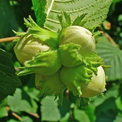 TONDA FRANCESCANA / ТОНДА ФРАНЦЕСКАНА