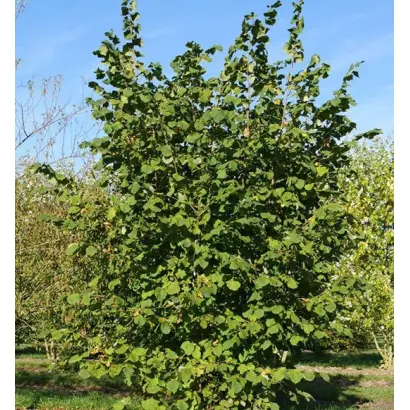 Felix / Фелікс