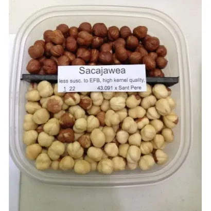 Sacajawea / Cакаджавея