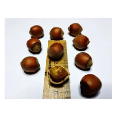 Yamhill / Ямхілл