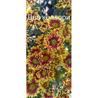 Два Кольори