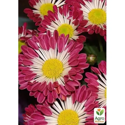 Київська Красуня