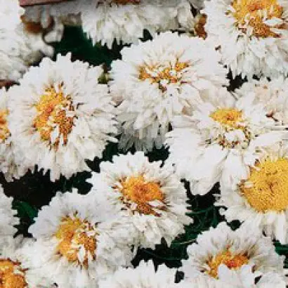 Ніжний Зефір