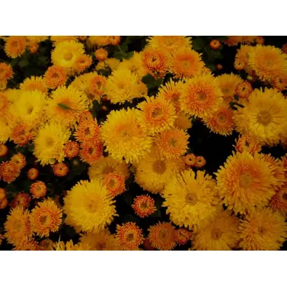 Осіннє Рандеву