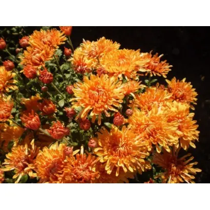 Осіння Мелодія