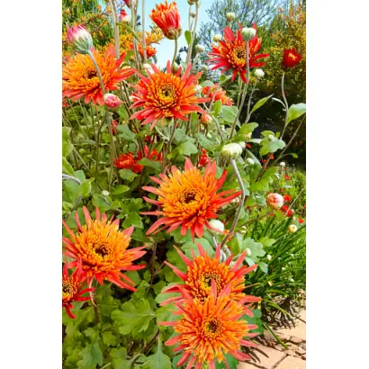 Перстень Королеви