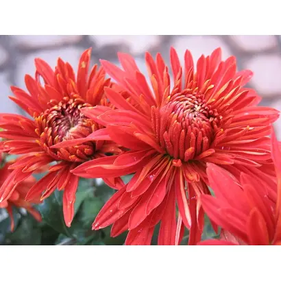 Пісня Полонини