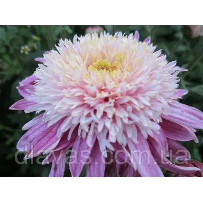 Принцеса Діана