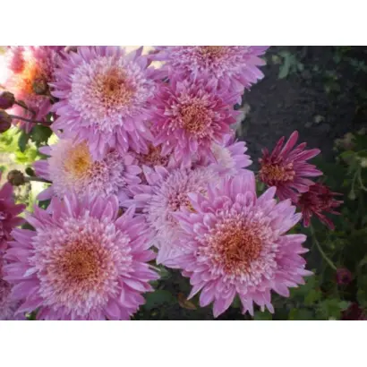 Ранковий Міраж