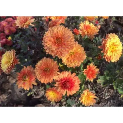 Скіфське золото