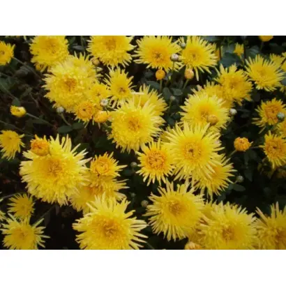 Сонячний Промінь