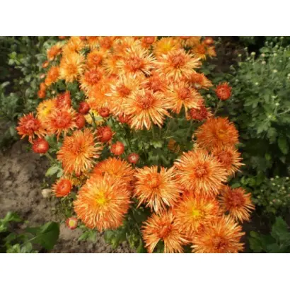 Степівчанка