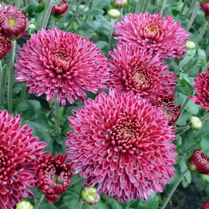 Таємниця Амазонки