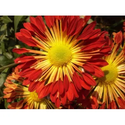 Український Серпанок