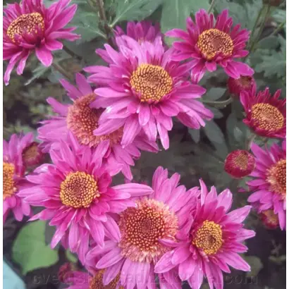 Чарівний Сон