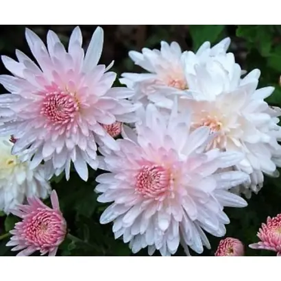 Яблуневий Цвіт