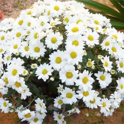 Белая ромашка / Біла ромашка