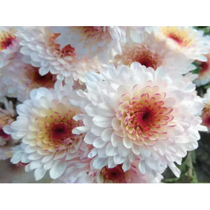 Veselka / Веселка