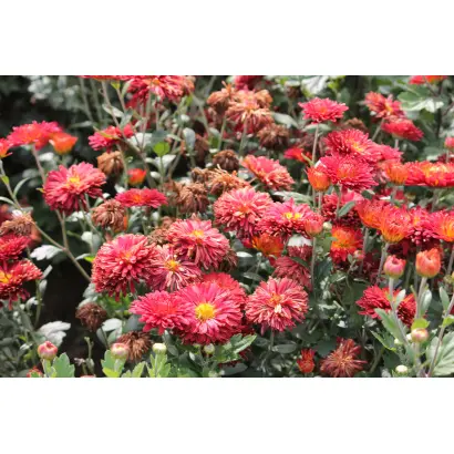 Журавлинка